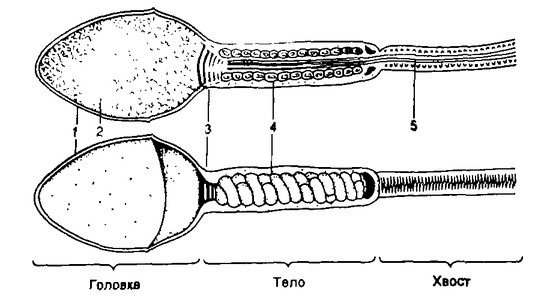 Шейка - механически связывает головку и хвостик сперматозоида