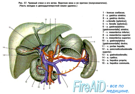 Анатомия человека: Строение поджелудочной железы. Кровоснабжение ...