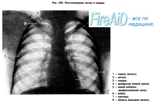 Systema Respiratorium