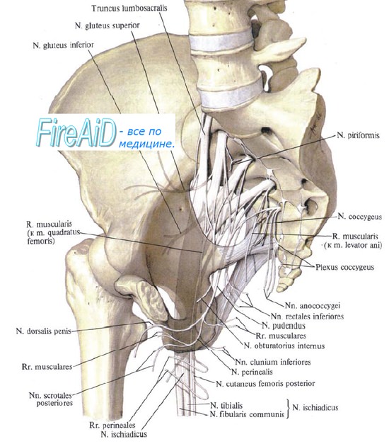  , plexus sacralis -  , ,   -  