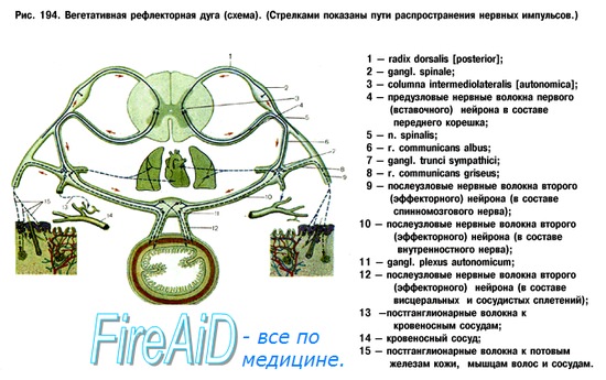 схема вегетативная рефлекторная дуга