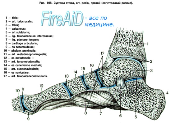Анатомия: Голеностопный сустав и суставы стопы
