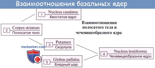 :  .  , nucleus lentiformis.   , globus pallidus