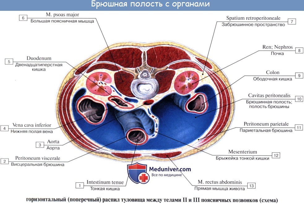  : , peritoneum.  .  