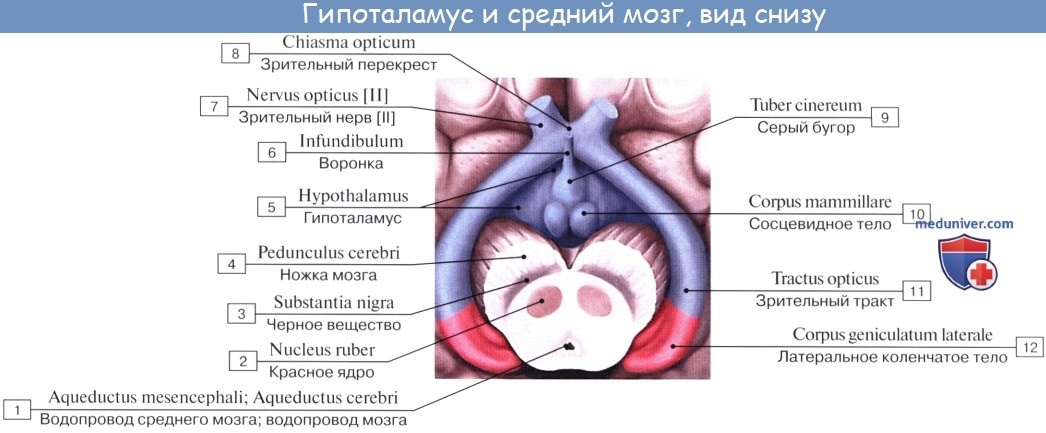 : , hypothalamus.  , tuber cinereum.  , corpora mamillaria.   