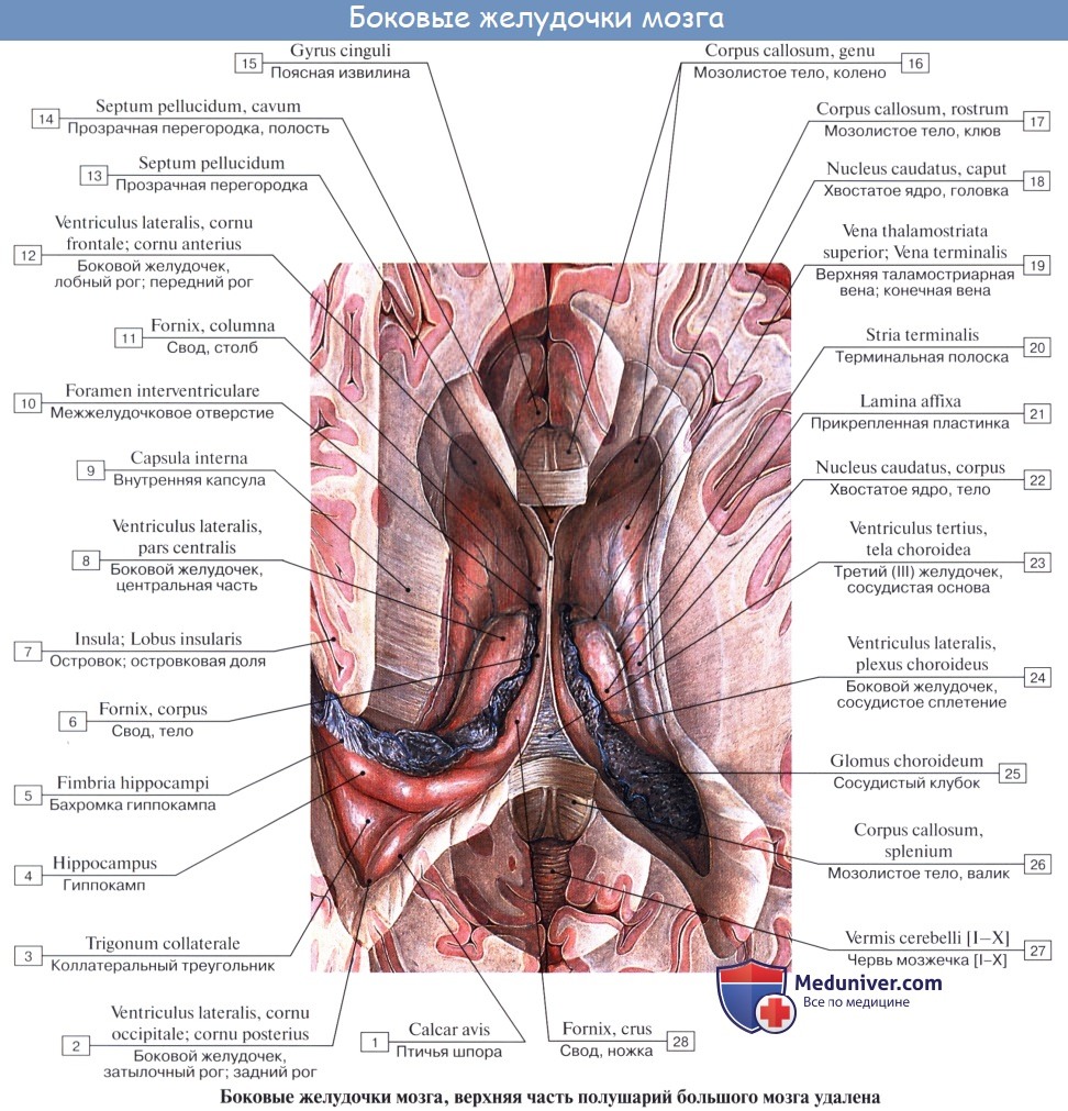 :  , ventriculi laterales.   .   