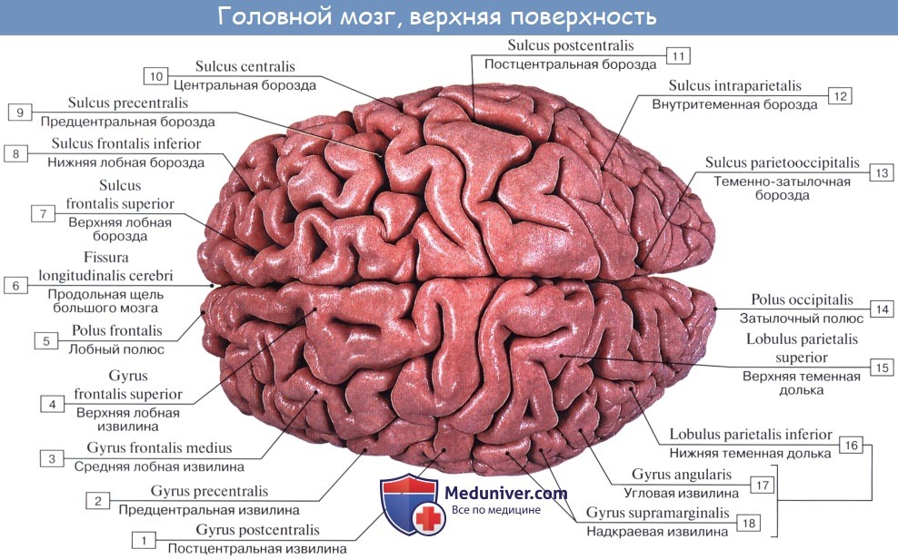 Борозды Головного Мозга Картинки