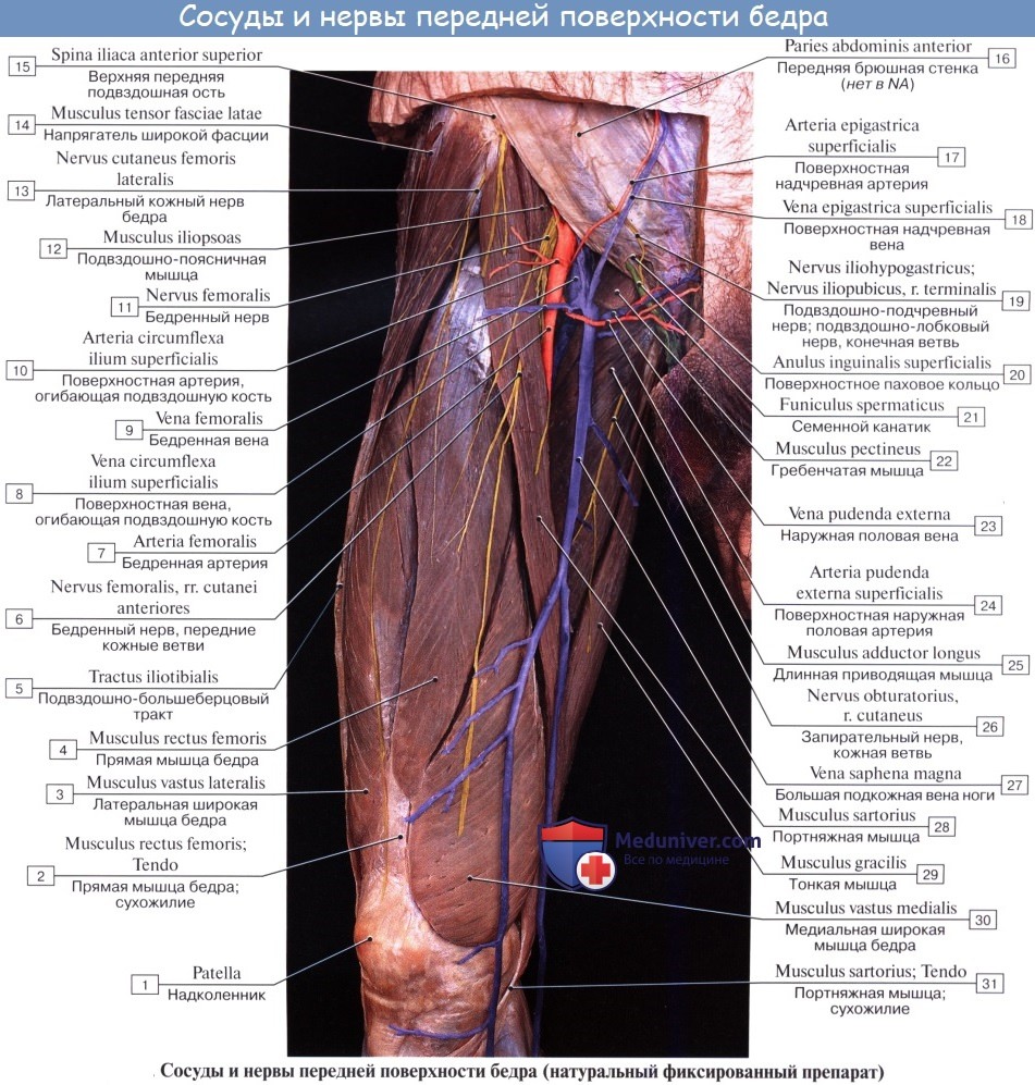 Медиальный кожный нерв бедра анатомия