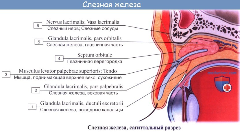 :  .  , glandula lacrimalis.  , saccus lacrimalis