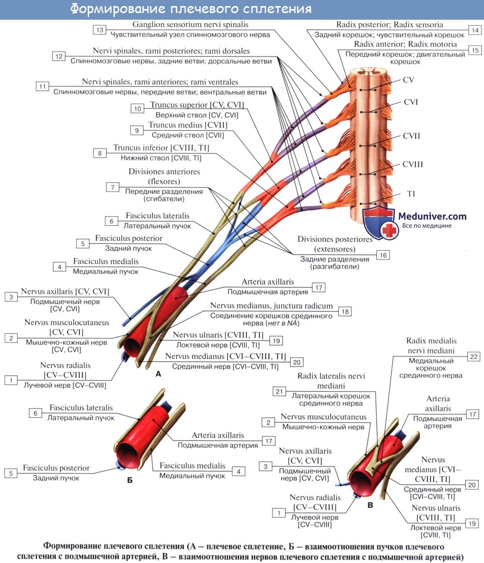 :   , plexus brachialis