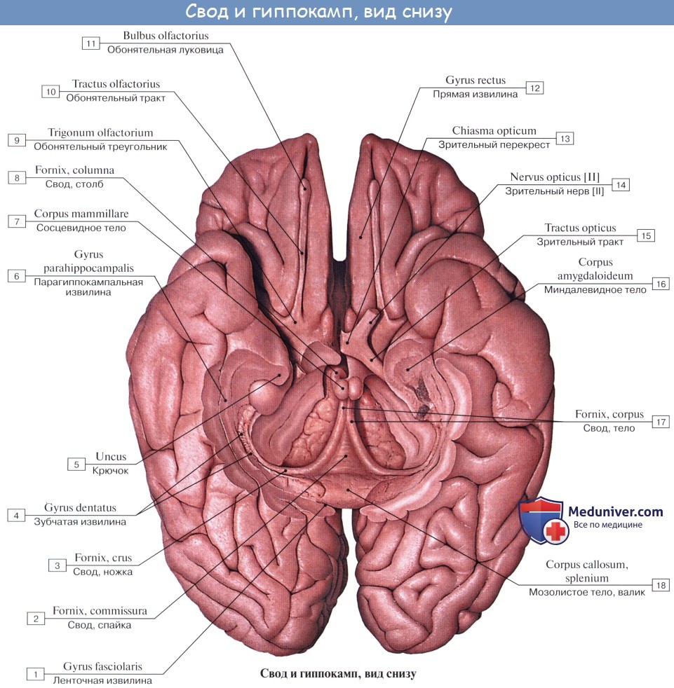 :  , telencephalon. , hemispheria cerebri