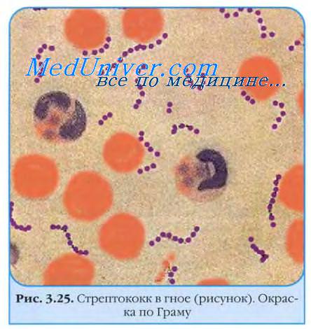 . Streptococcus.  .   .    