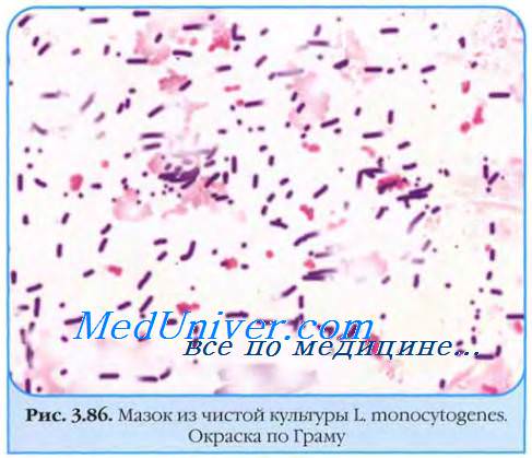   - Listeria monocytogenes