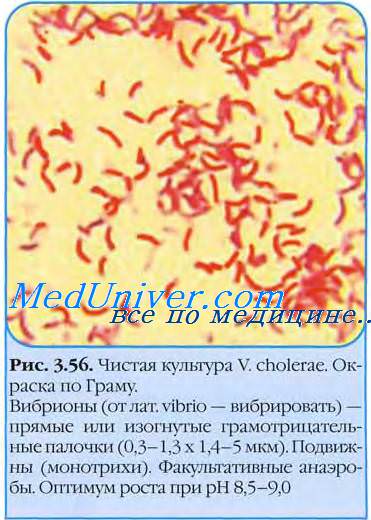 .   ( Vibrio cholerae ).  .  .  .  