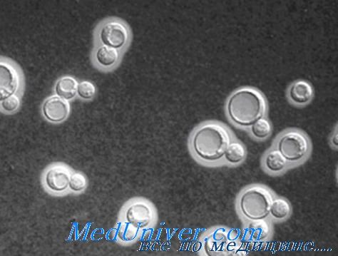    Cryptococcus neoformans
