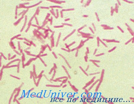      - Bacteroides fragilis