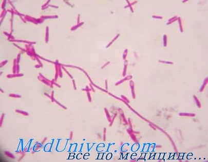   - Clostridium botulinum