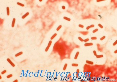    - Clostridium perfringens