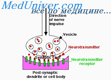 функция дендритов в нервной системе