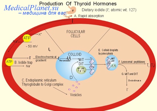 тиреоидных гормоны