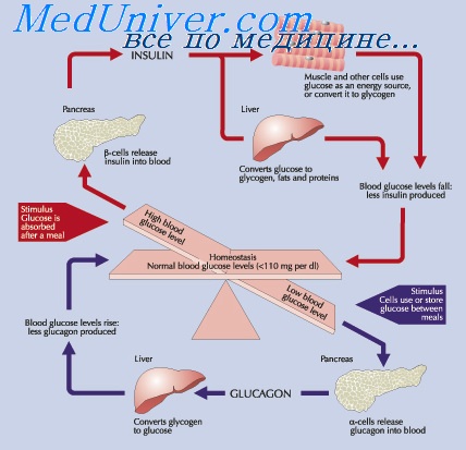 http://meduniver.com/Medical/Physiology/Img/1523.jpg