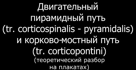  ,     (tr. corticospinalis - pyramidalis)