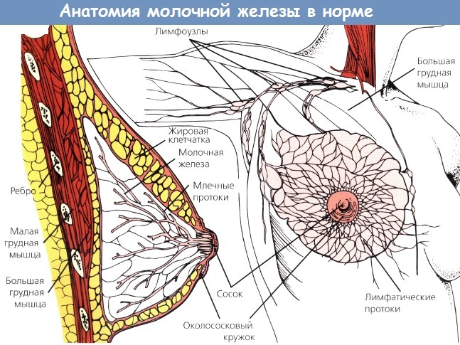 Анатомия молочной железы в порядке