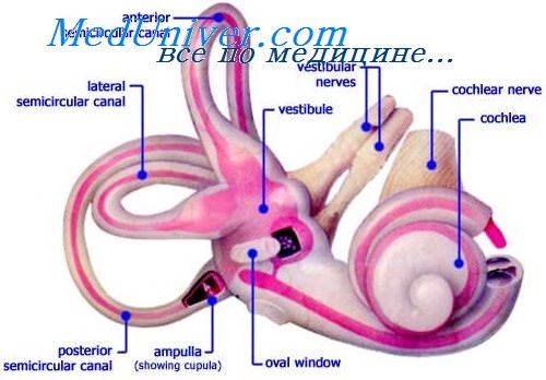 атеросклероз среднего уха