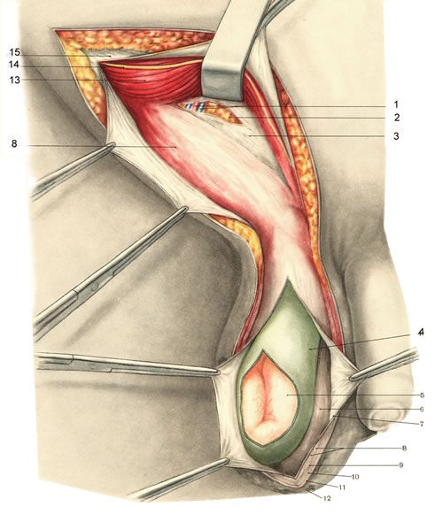 Анатомия грыж: Основные понятия : апоневроз, фасция, связка, грыжа, грыжевые ворота, грыжевой мешок.