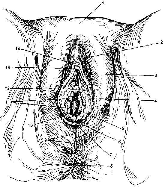 Наружные половые органы. Наружные женские половые органы.