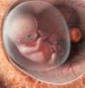 рост эмбриона