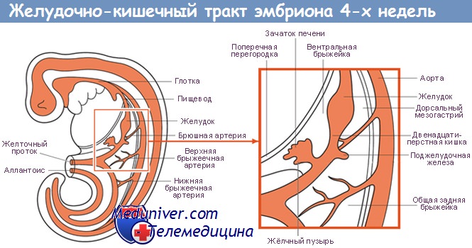 Развитие поджелудочной железы в онтогенезе thumbnail