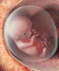 кишечник эмбриона