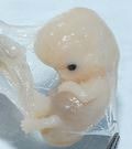 бластогенез эмбриона