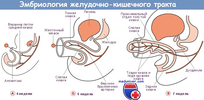 Формирование желудочно-кишечного тракта у эмбриона