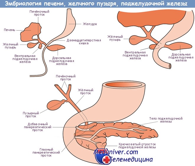 Формирование (эмбриогенез) печени и поджелудочной железы у плода