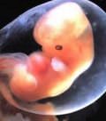 развитие эмбриона