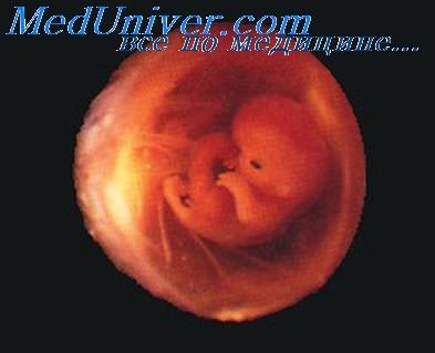конечности эмбриона
