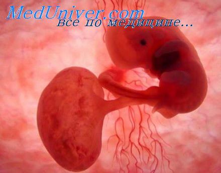 мышцы эмбриона