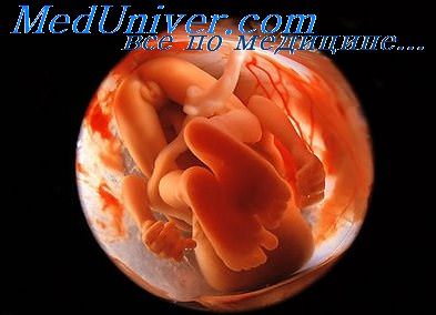 развитие аорты у эмбриона