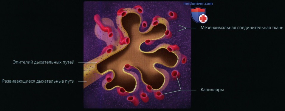 Эмбриогенез и лучевая анатомия органов грудной клетки у плода