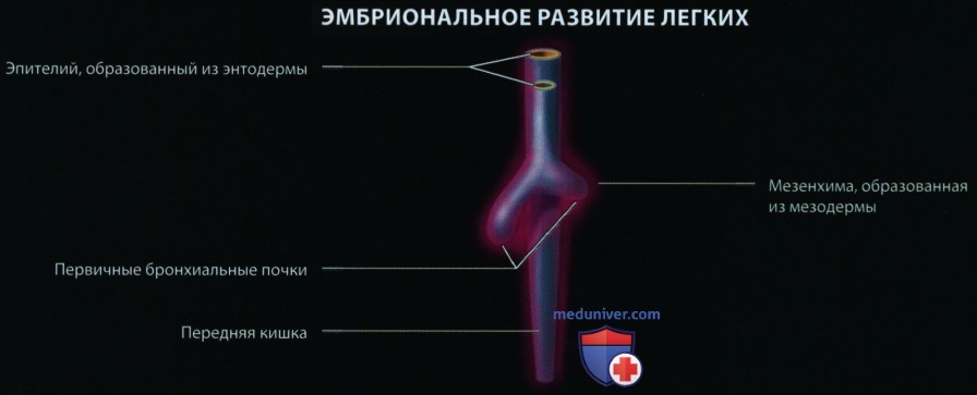Эмбриогенез и лучевая анатомия органов грудной клетки у плода