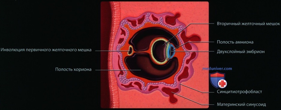 Эмбриология и анатомия плода в первом триместре
