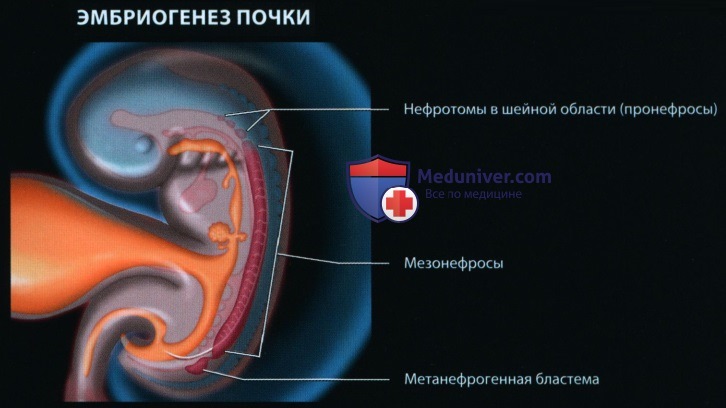 Эмбриогенез и лучевая анатомия мочеполовой системы у плода