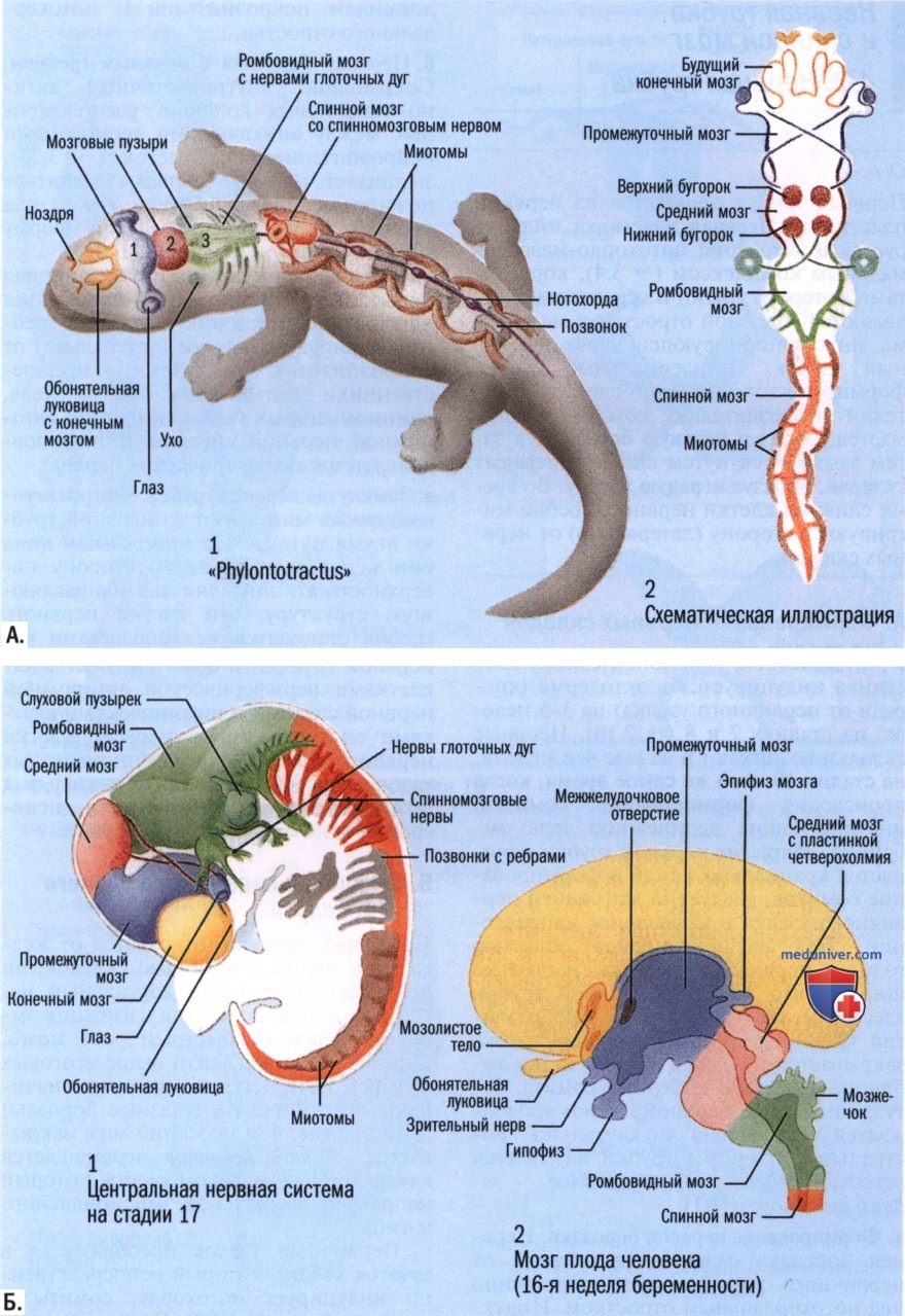 Phylontotractus (��������� �������� ������� �������, ������������� �������� ���)