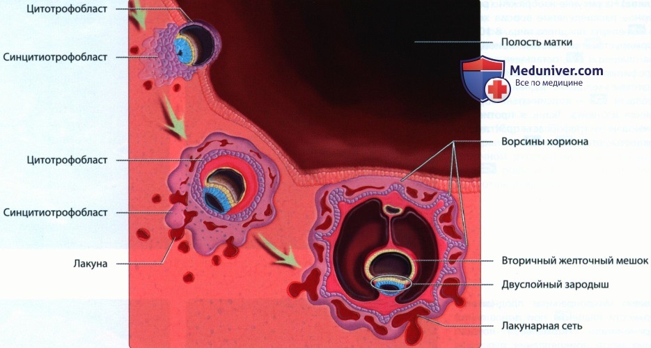 Эмбриогенез, лучевая анатомия плаценты и пуповины