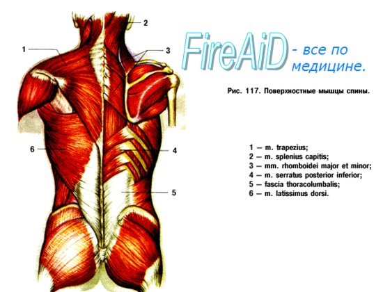 M Latissimus Dorsi прикрепление