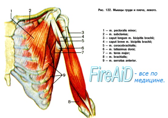 Слои передней области плеча. Переднее фасциальное ложе плеча. Мышца Кассериб.