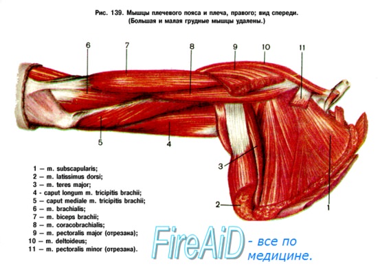 Анатомия мышц плечевого пояса