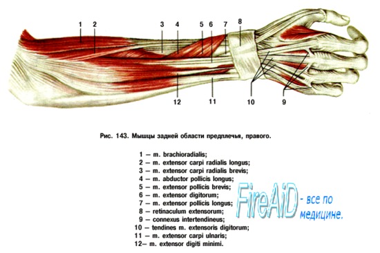 Мышцы задней области предплечья
